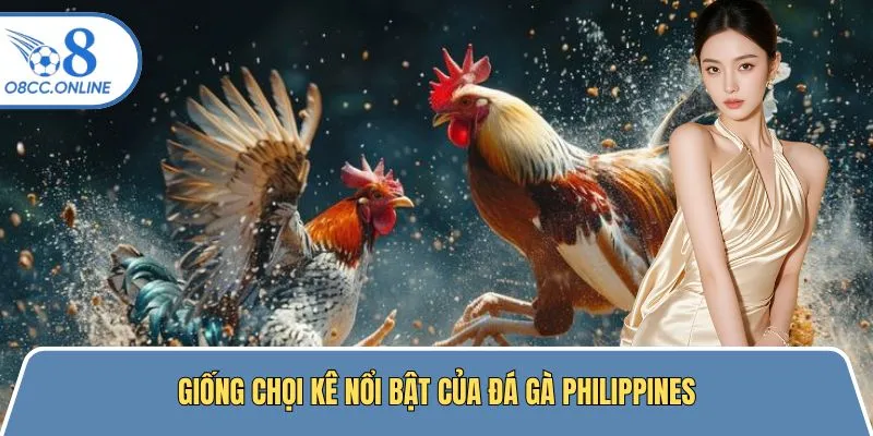 Giống chọi kê nổi bật thường tham gia đá gà Philippines 